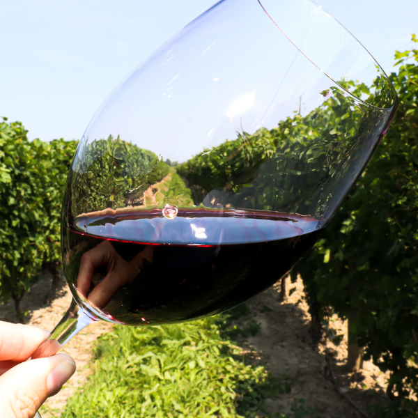 Baco and Berries at Henry of Pelham Family Estate Winery.