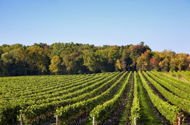 Fall in STC - Vineyard