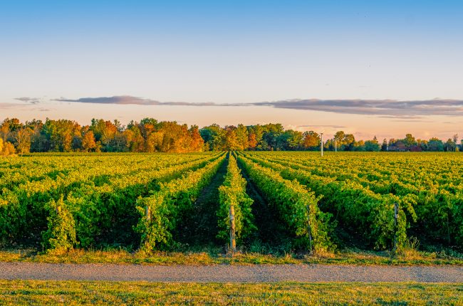 Fall in STC - Vineyard