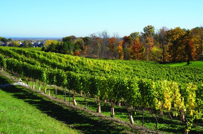 Fall in STC - Vineyard