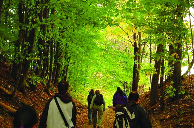 Fall in STC - Family Hike